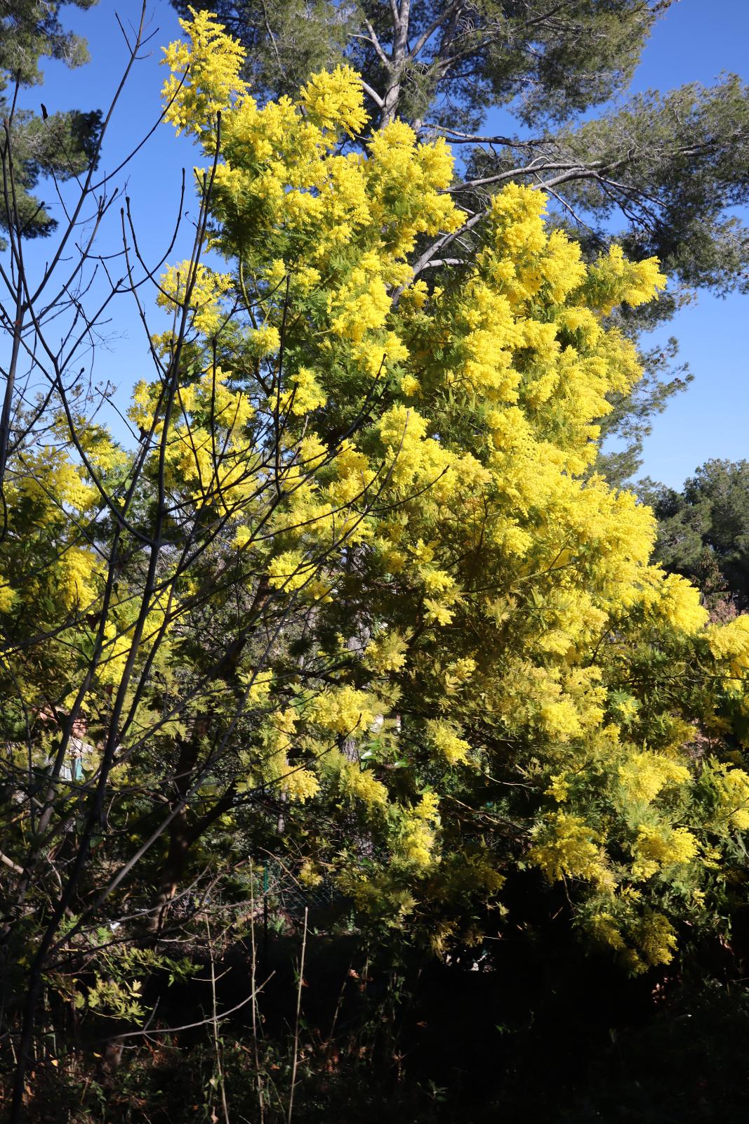 Sunday February 4th 2024, Mimosa in the Garden, South of France